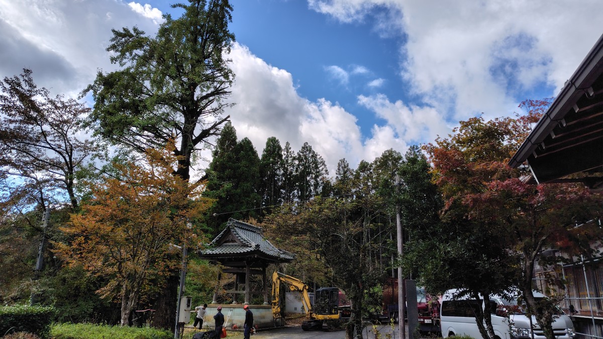 銀杏の剪定しました。